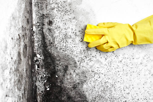 Best Preventive Mold Services in Desert Palms, CA