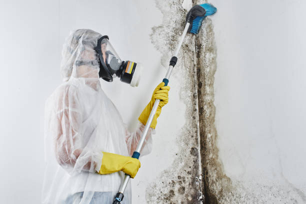 Best Attic Mold Remediation in Desert Palms, CA