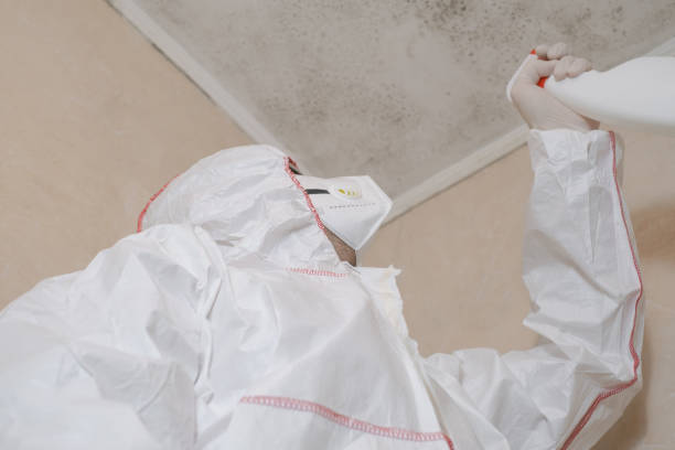 Best DIY Mold Remediation Support Services in Desert Palms, CA