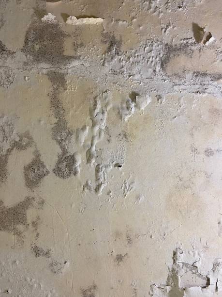 Best Commercial Mold Remediation in Desert Palms, CA