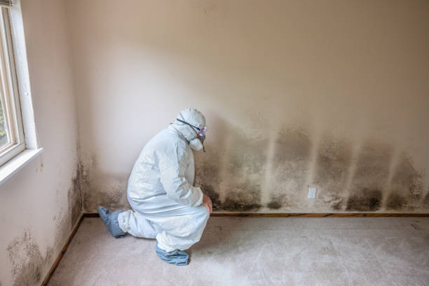 Best Crawl Space Mold Remediation in Desert Palms, CA