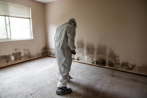 Best Emergency Mold Remediation in Desert Palms, CA
