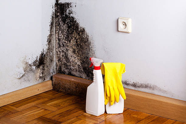 Best Mold Remediation for Specific Building Types in Desert Palms, CA