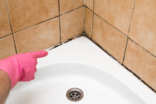 Best Residential Mold Remediation in Desert Palms, CA